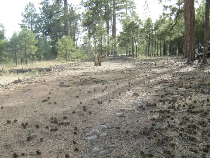 Black Canyon Rim Campground (Apache-Sitgreaves National Forest, AZ)