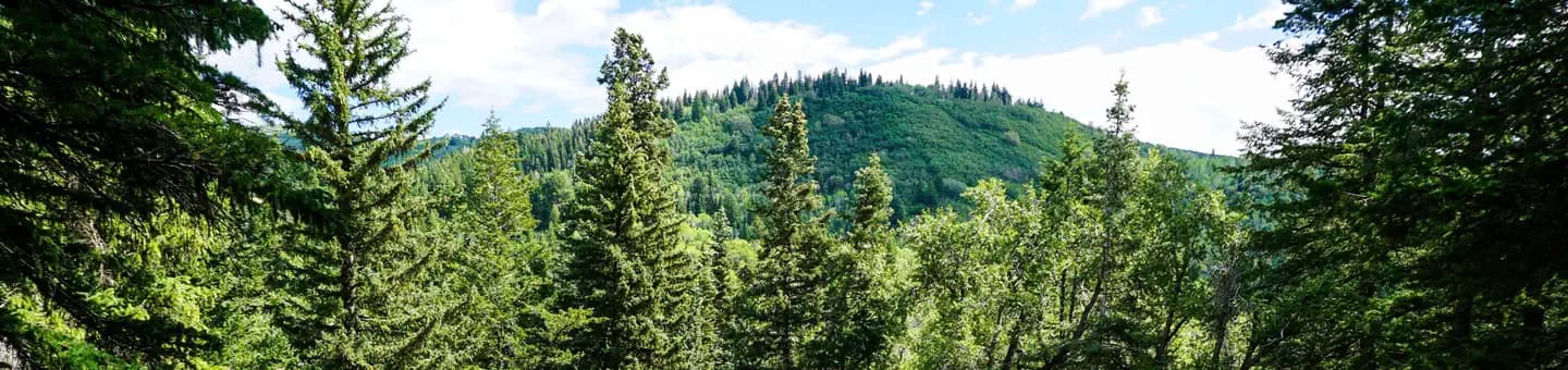 THEATER IN THE PINES