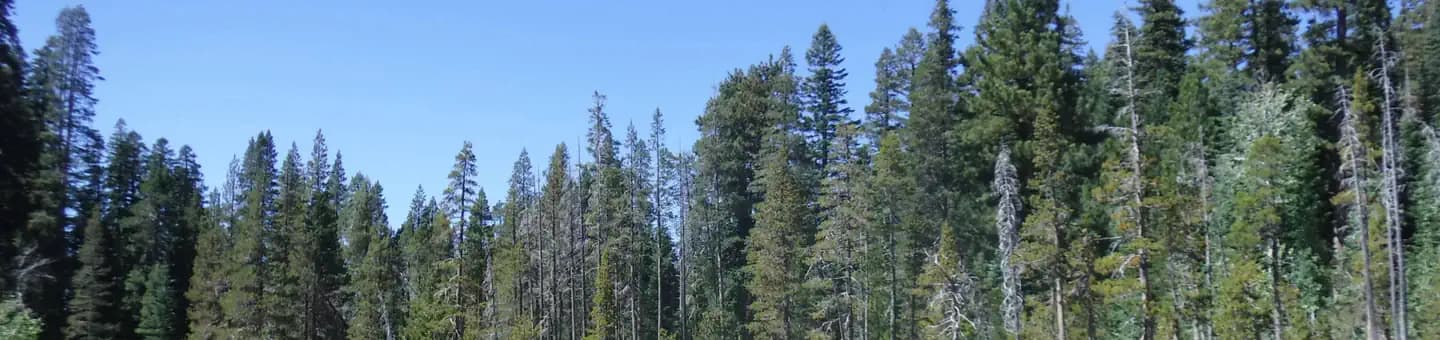 YUBA PASS CAMPGROUND