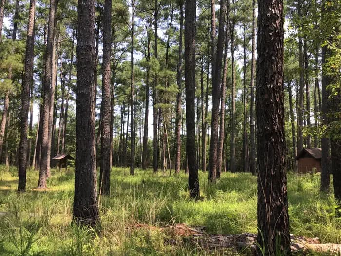 Poulous Loop Group Campground (SC)