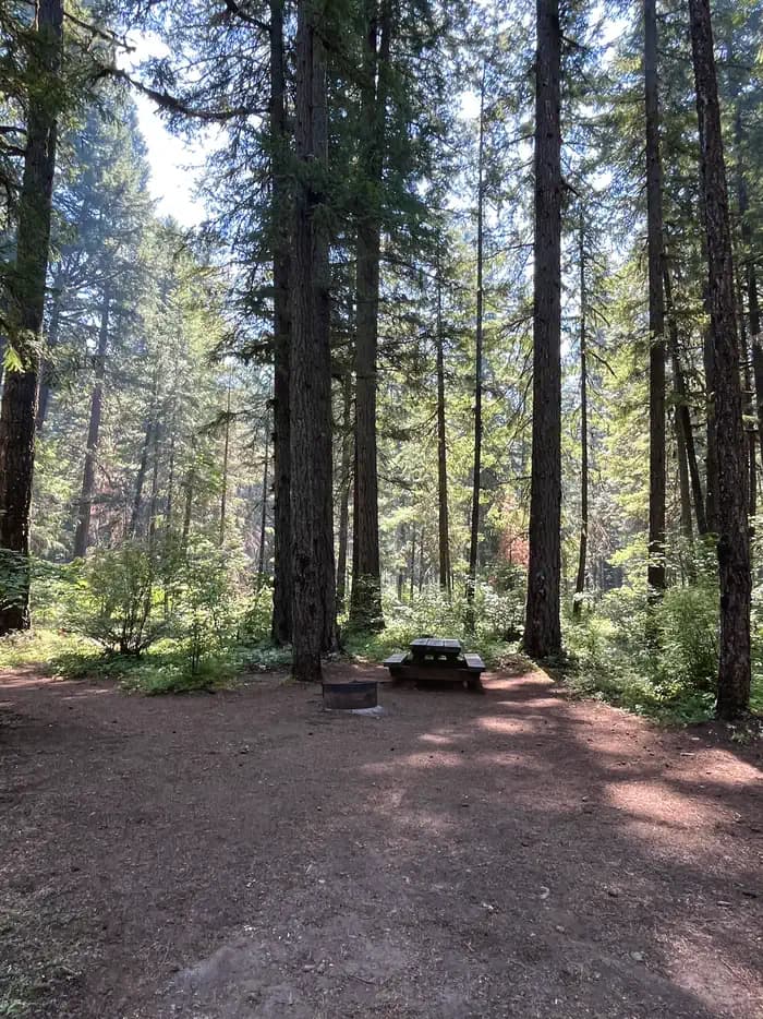 Olallie on McKenzie Highway - Willamette (OR)