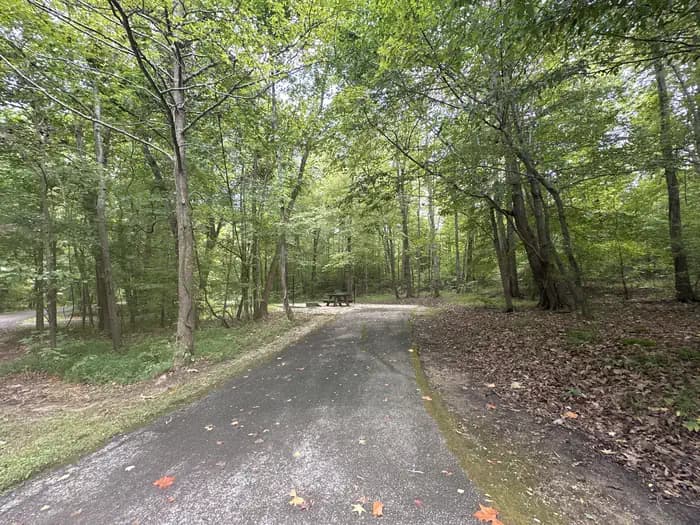 ZILPO - DANIEL BOONE NAT. FOR.